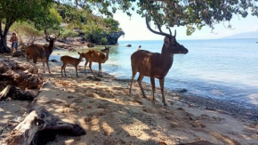 Menjangan Tour House Snorkeling & Diving
